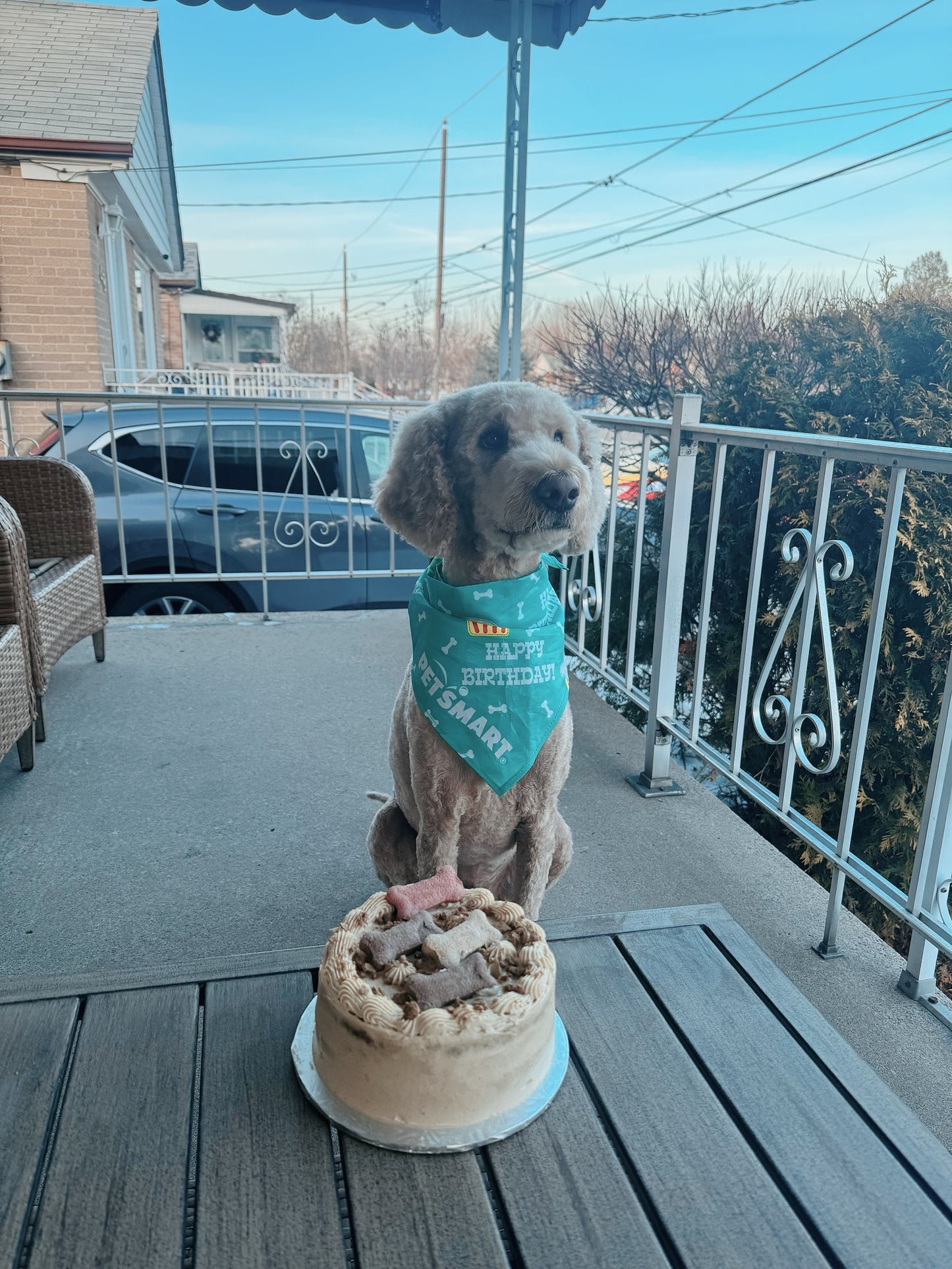 Dog Birthday Cakes