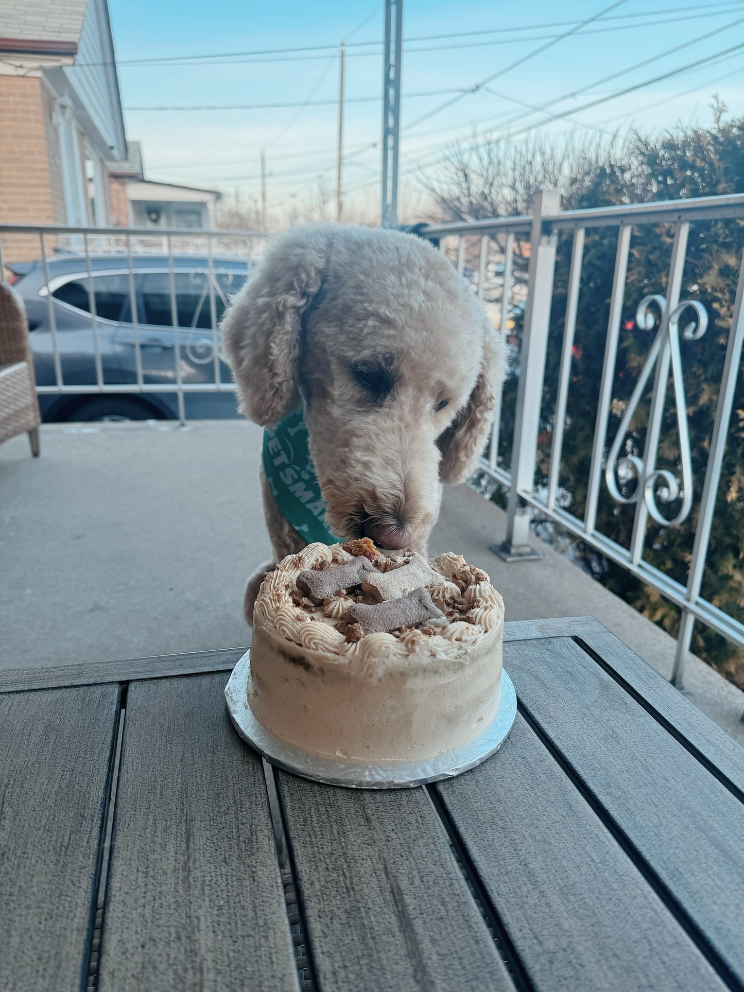 Dog Birthday Cakes