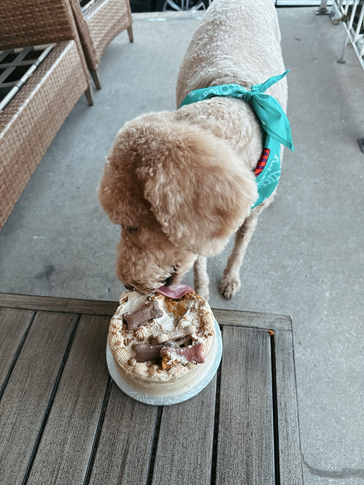 Dog Birthday Cakes